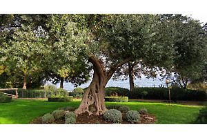 Где выращивают оливки в СНГ?